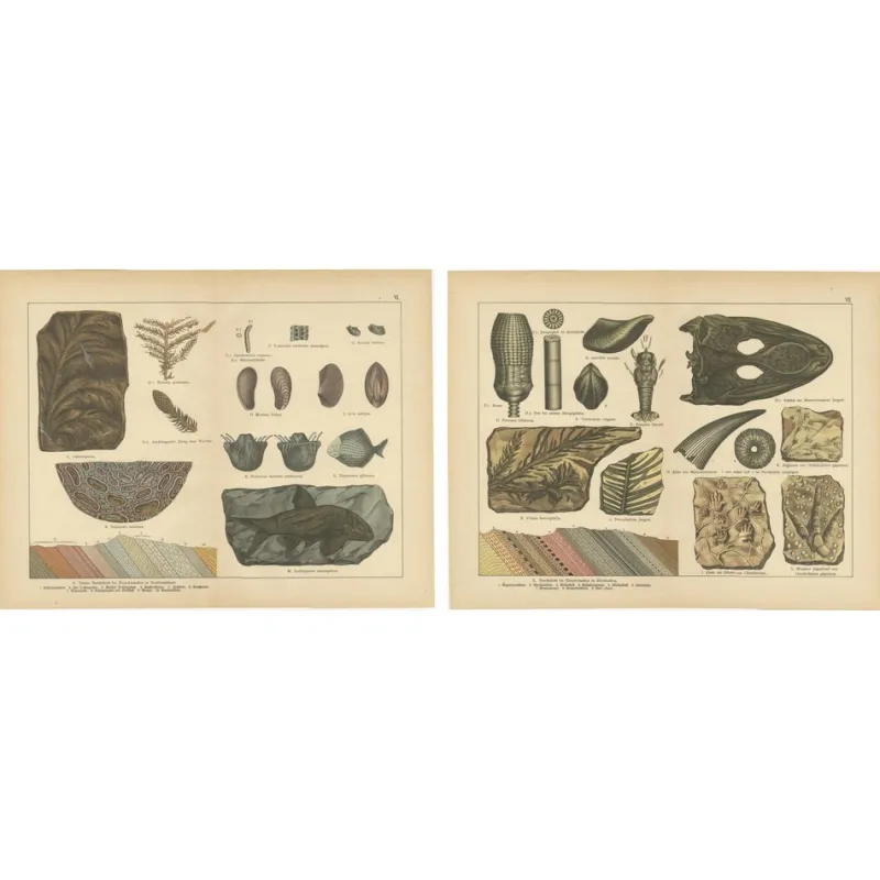 Outlet Pamono Aeg, Triassic Plant Fossils, 1880, Paper, Set of 2