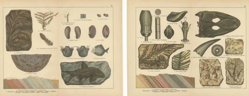 Outlet Pamono Aeg, Triassic Plant Fossils, 1880, Paper, Set of 2