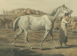 Sale Pamono After Alken, High Mettled Racer: The Foal, 19th Century, Print