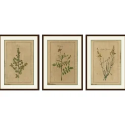 Pamono After Augustus Quirinus Rivinus, Wildflowers of Leipzig, 1690s, Prints, Set of 3> Prints & Multiples