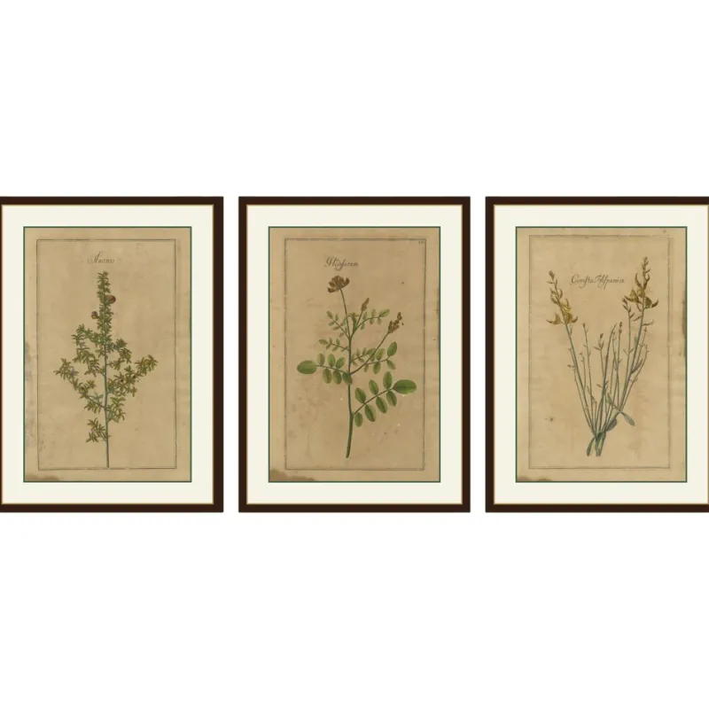 Pamono After Augustus Quirinus Rivinus, Wildflowers of Leipzig, 1690s, Prints, Set of 3> Prints & Multiples