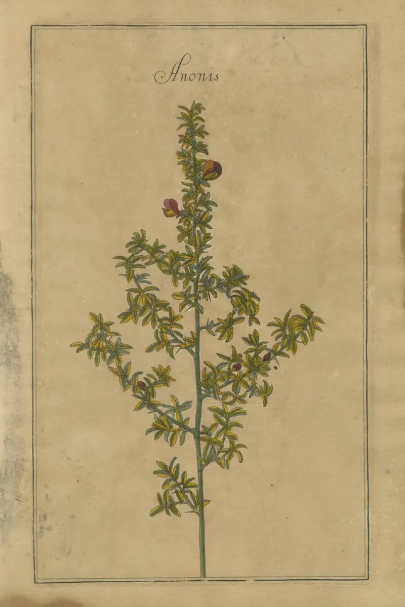 Pamono After Augustus Quirinus Rivinus, Wildflowers of Leipzig, 1690s, Prints, Set of 3> Prints & Multiples