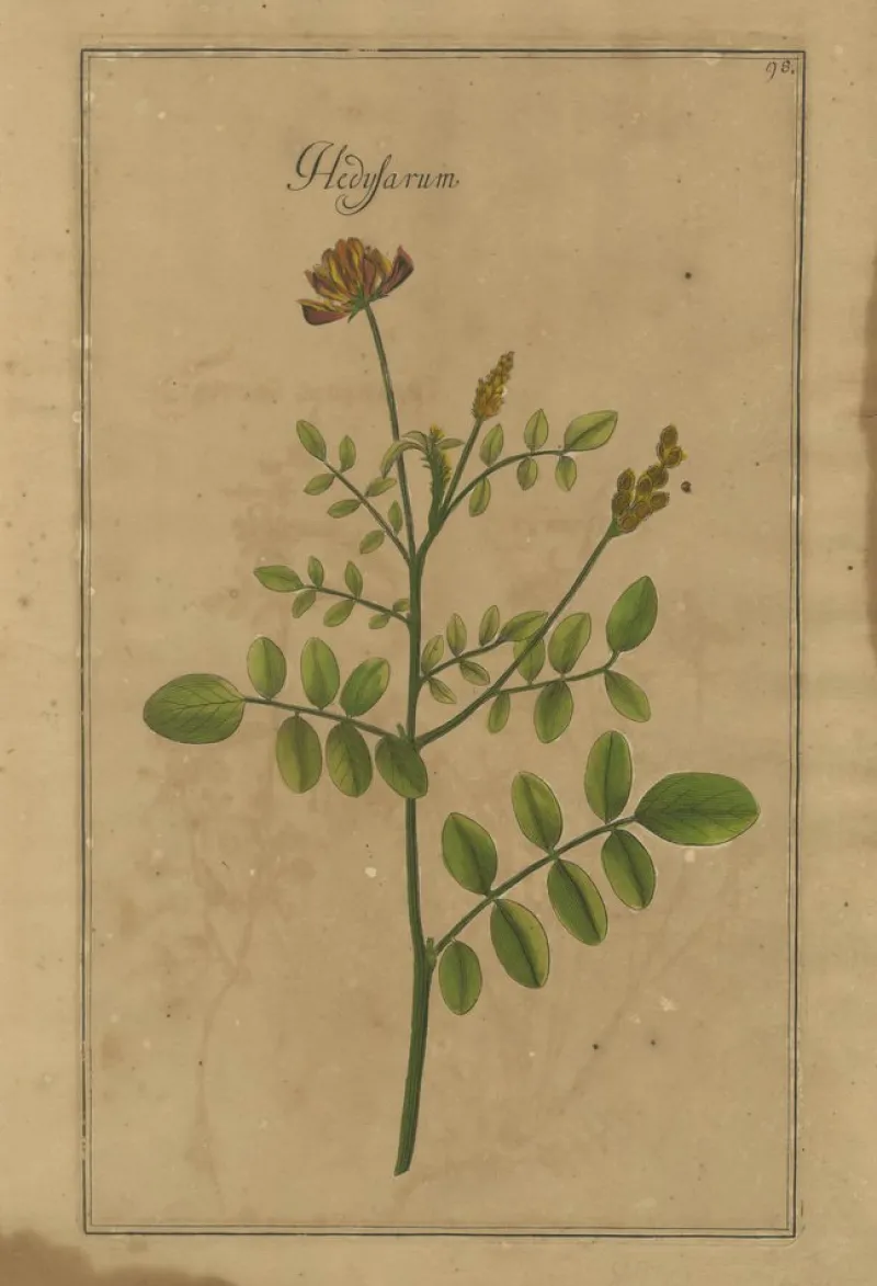 Pamono After Augustus Quirinus Rivinus, Wildflowers of Leipzig, 1690s, Prints, Set of 3> Prints & Multiples