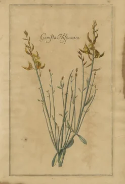 Pamono After Augustus Quirinus Rivinus, Wildflowers of Leipzig, 1690s, Prints, Set of 3><noscript><img width=