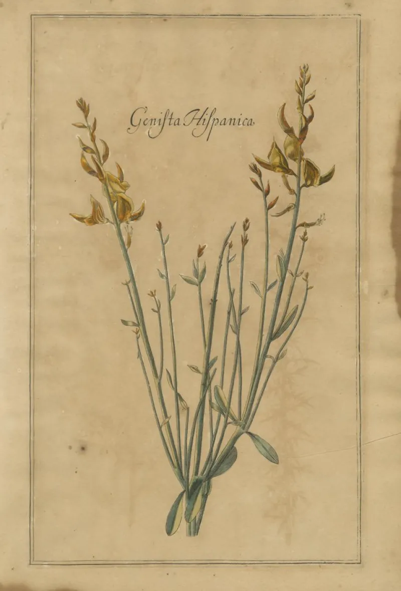 Pamono After Augustus Quirinus Rivinus, Wildflowers of Leipzig, 1690s, Prints, Set of 3> Prints & Multiples