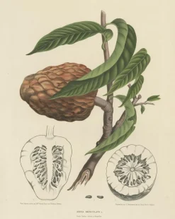 Pamono Annona Reticulata Custard Apple, 1864, Paper> Bowls