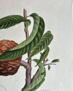 Pamono Annona Reticulata Custard Apple, 1864, Paper><noscript><img width=