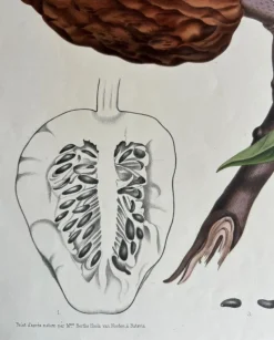 Pamono Annona Reticulata Custard Apple, 1864, Paper><noscript><img width=