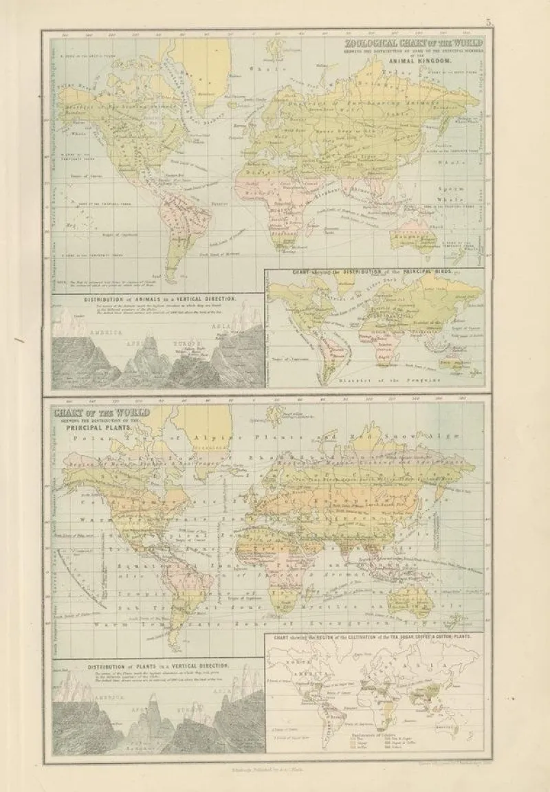 Pamono Antique Zoological and Botanical Chart of the World Decorative Map, 1884> Wall Decor