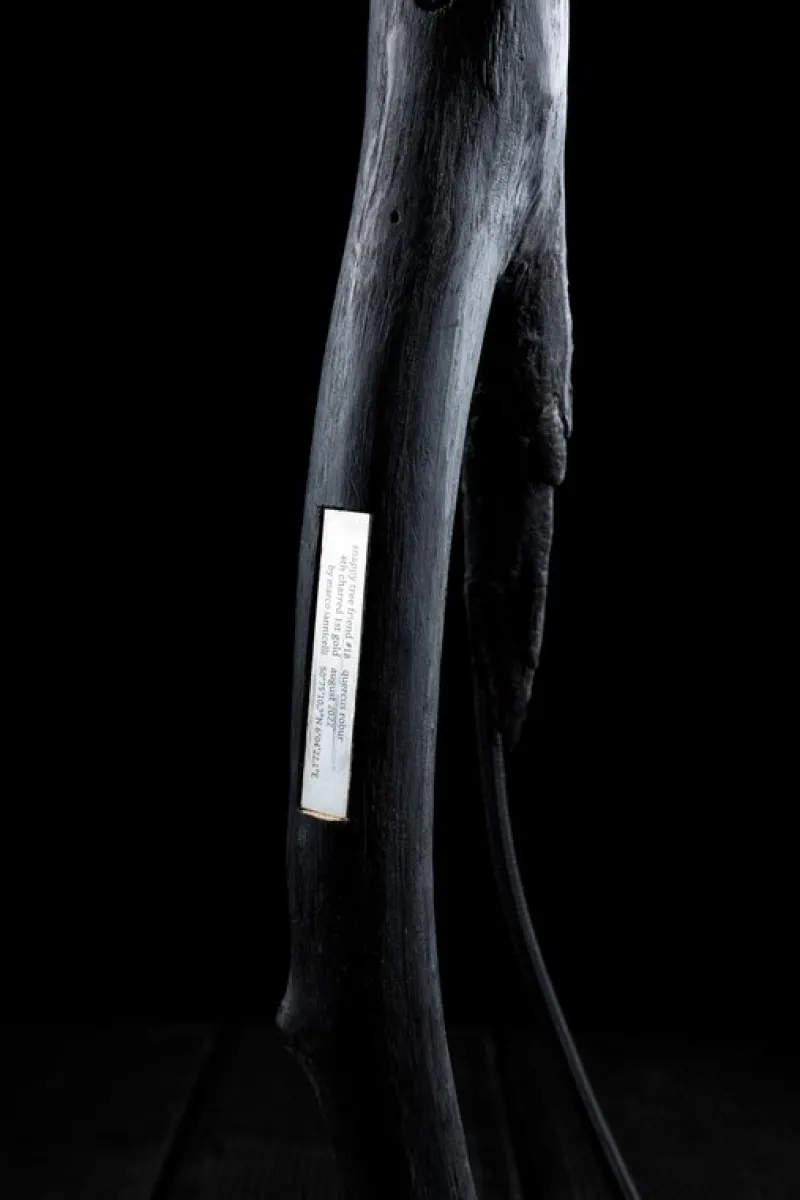 Pamono Charred & Gold Snappy Tree Friend Floor Light by Marco Iannicelli> Floor Lamps