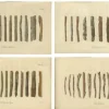 Sale Pamono Cinchona Bark Varieties A Hand-Colored Illustrated Botanical Atlas, 1826