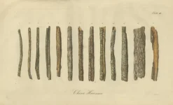 Sale Pamono Cinchona Bark Varieties A Hand-Colored Illustrated Botanical Atlas, 1826