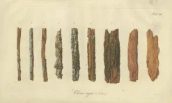 Sale Pamono Cinchona Bark Varieties A Hand-Colored Illustrated Botanical Atlas, 1826