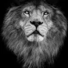 Pamono Denisapro, Black and White Lion, Photographic Paper> Photography