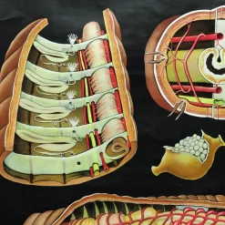 Pamono Earthworm Lumbricidae Wall Chart Life Art Print by Jung Koch Quentell><noscript><img width=