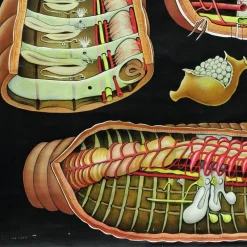Pamono Earthworm Lumbricidae Wall Chart Life Art Print by Jung Koch Quentell><noscript><img width=