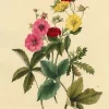 Pamono E.B.R, Cinquefoils (Potentilla) Flower, 1834, Watercolour