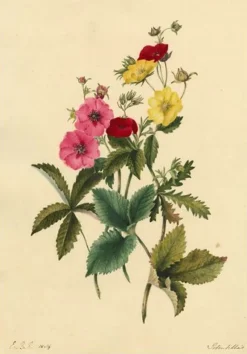 Pamono E.B.R, Cinquefoils (Potentilla) Flower, 1834, Watercolour