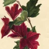 Pamono E.B.R., Red Maple Leaf Study, 1830, Watercolour> Work On Paper