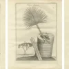 Pamono Egyptian Plants Botanical Studies of Flora, Egypt, 1776> Posters