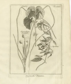 Pamono Egyptian Plants Botanical Studies of Flora, Egypt, 1776> Posters