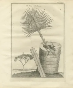 Pamono Egyptian Plants Botanical Studies of Flora, Egypt, 1776><noscript><img width=