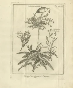 Pamono Egyptian Plants Botanical Studies of Flora, Egypt, 1776><noscript><img width=
