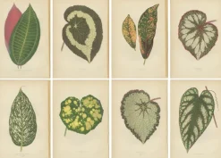 Pamono E.J. Lowe and W. Howard, Botanical Prints, 1891, Paper, Set of 8> Work On Paper