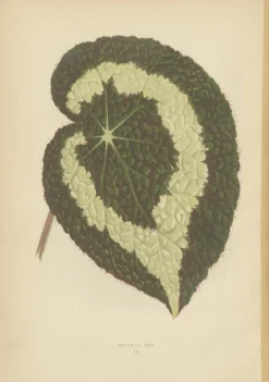 Pamono E.J. Lowe and W. Howard, Botanical Prints, 1891, Paper, Set of 8><noscript><img width=