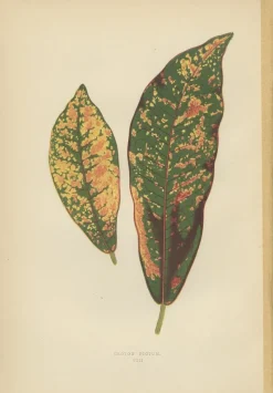 Pamono E.J. Lowe and W. Howard, Botanical Prints, 1891, Paper, Set of 8><noscript><img width=