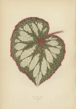 Pamono E.J. Lowe and W. Howard, Botanical Prints, 1891, Paper, Set of 8><noscript><img width=