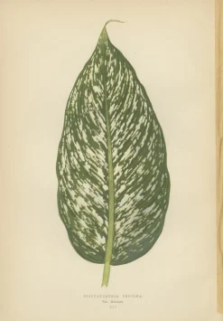 Pamono E.J. Lowe and W. Howard, Botanical Prints, 1891, Paper, Set of 8><noscript><img width=