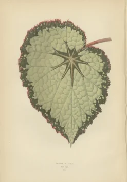 Pamono E.J. Lowe and W. Howard, Botanical Prints, 1891, Paper, Set of 8><noscript><img width=