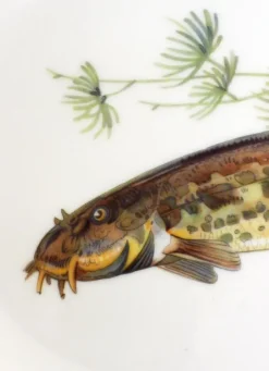 New Pamono Fish Illustrated Service Dish in Porcelain from Arzberg, 1960s