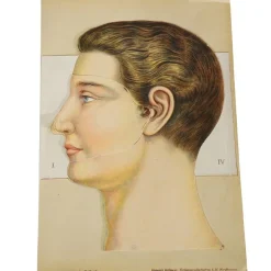Pamono Foldable Anatomical Brochure Depicting the Human Head, 1890s> Posters