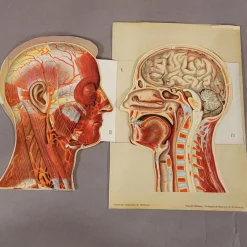 Pamono Foldable Anatomical Brochure Depicting the Human Head, 1890s><noscript><img width=