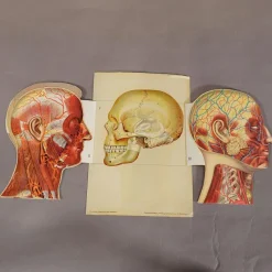 Pamono Foldable Anatomical Brochure Depicting the Human Head, 1890s><noscript><img width=