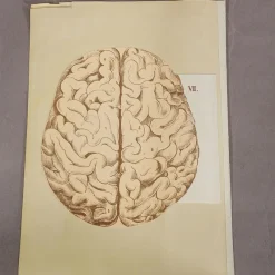 Pamono Foldable Anatomical Brochure Depicting the Human Head, 1890s><noscript><img width=