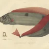 Pamono Forget after Acaric Baron, Trachipterus Trachypterus, 1842, Paper> Work On Paper