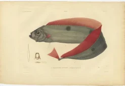 Pamono Forget after Acaric Baron, Trachipterus Trachypterus, 1842, Paper><noscript><img width=