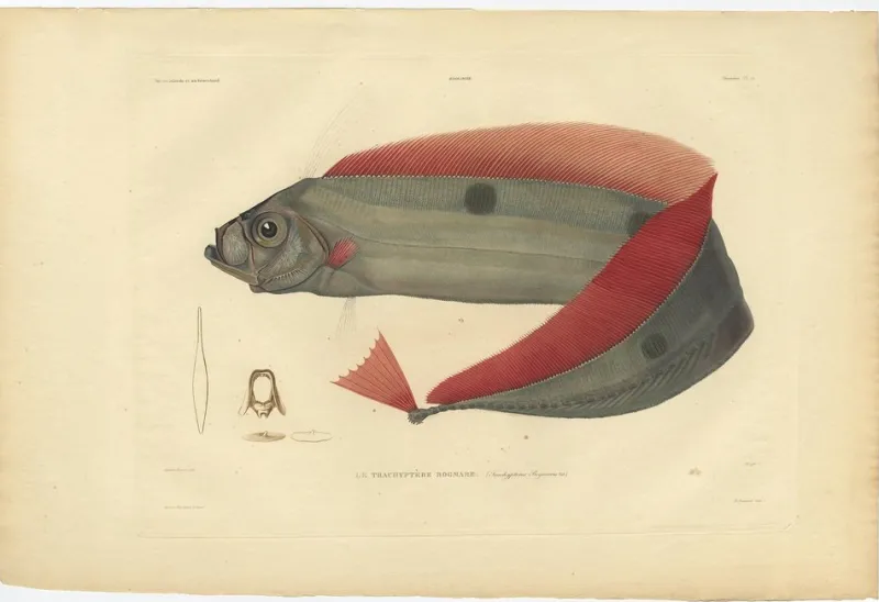 Pamono Forget after Acaric Baron, Trachipterus Trachypterus, 1842, Paper> Work On Paper