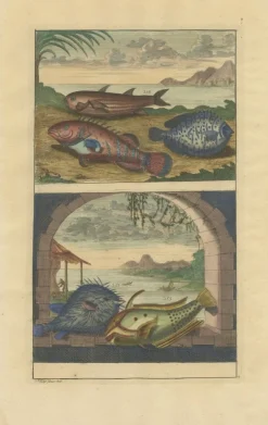 Pamono François Valentyn, Fishes and Crustaceans, 1726, Set of 8> Work On Paper