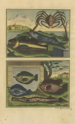 Pamono François Valentyn, Fishes and Crustaceans, 1726, Set of 8><noscript><img width=