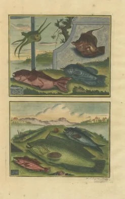 Pamono François Valentyn, Fishes and Crustaceans, 1726, Set of 8><noscript><img width=