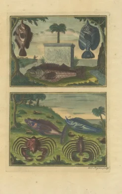 Pamono François Valentyn, Fishes and Crustaceans, 1726, Set of 8><noscript><img width=