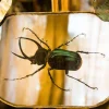 Pamono Green Beetle Silver Mirror from Unique Mirrors> Decorative Objects