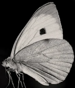 Pamono Guy Sargent, The Butterfly, Photograph> Minimalist