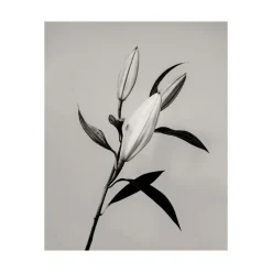 Pamono Guy Sargent, The Lily, Archival Pigment Print><noscript><img width=