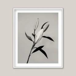 Pamono Guy Sargent, The Lily, Archival Pigment Print> Photography
