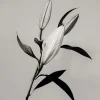Pamono Guy Sargent, The Lily, Archival Pigment Print> Photography